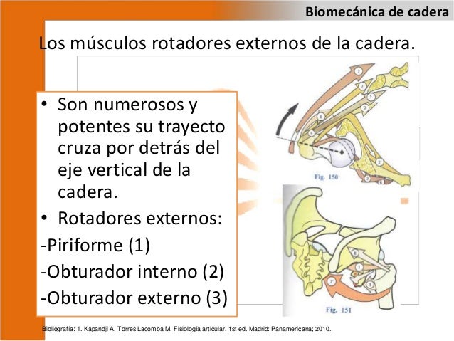 Fisiologia Articular Kapandji Pdf